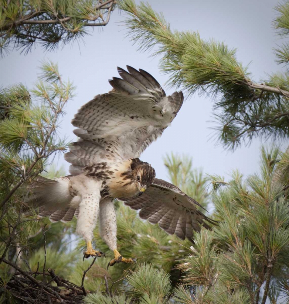 Indiana, Indianapolis Young red-tailed hawk art print by Wendy Kaveney for $57.95 CAD