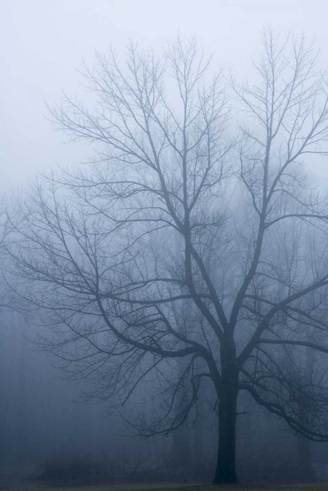USA, Indiana Skeleton tree in fog art print by Wendy Kaveney for $57.95 CAD