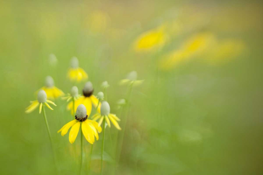 Indianapolis Wild grey-headed coneflowers art print by Wendy Kaveney for $57.95 CAD