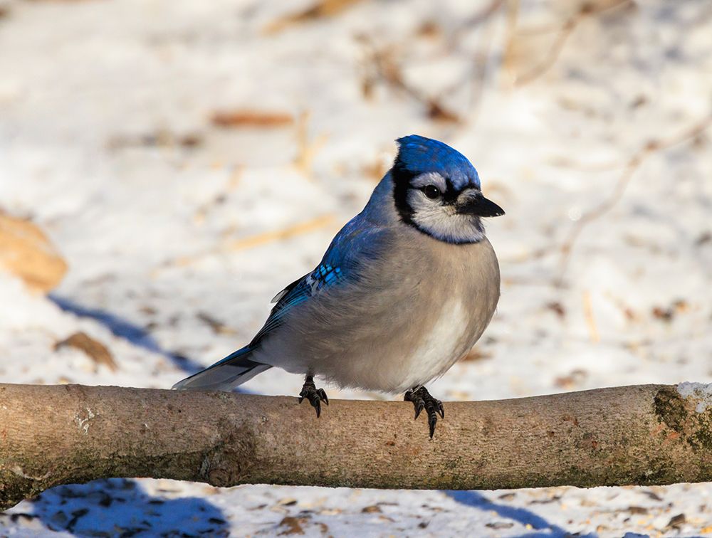 USA, Indiana, Indianapolis. Blue jay on tree limb in winter. art print by Jaynes Gallery for $57.95 CAD