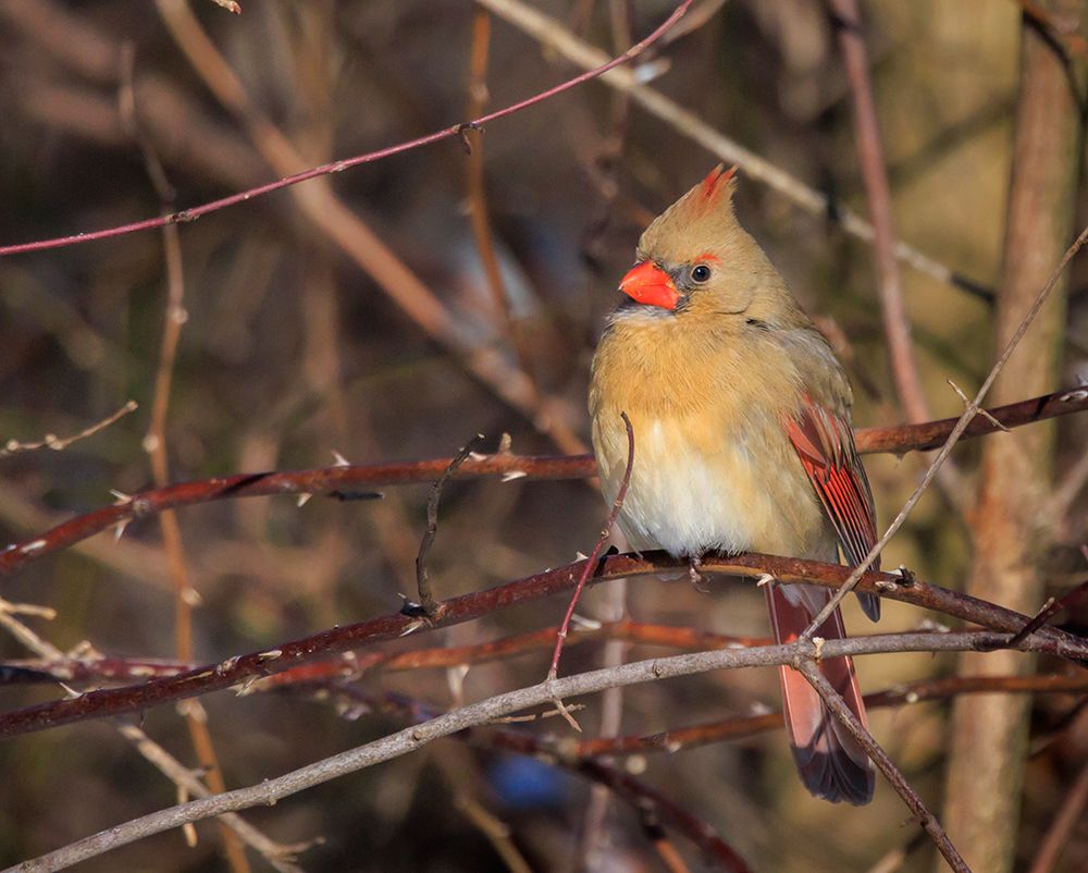 USA, Indiana, Indianapolis. Female northern cardinal in winter. art print by Jaynes Gallery for $57.95 CAD