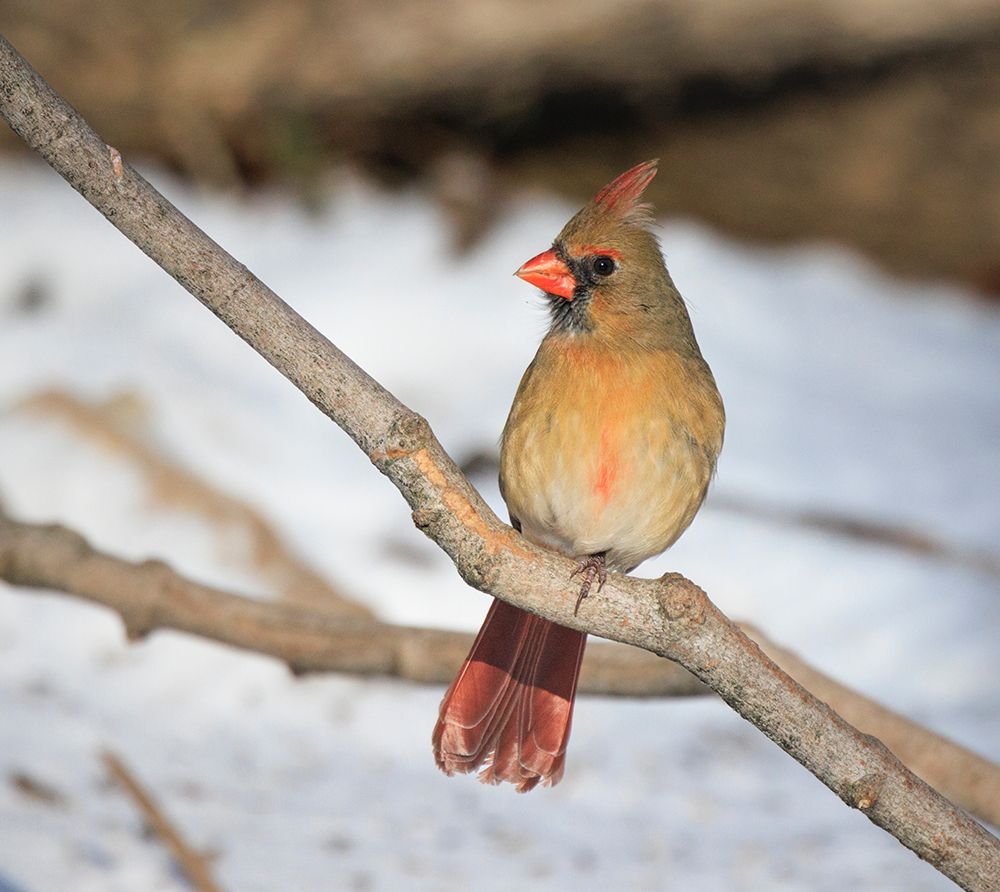 USA, Indiana, Indianapolis. Female northern cardinal in winter. art print by Jaynes Gallery for $57.95 CAD