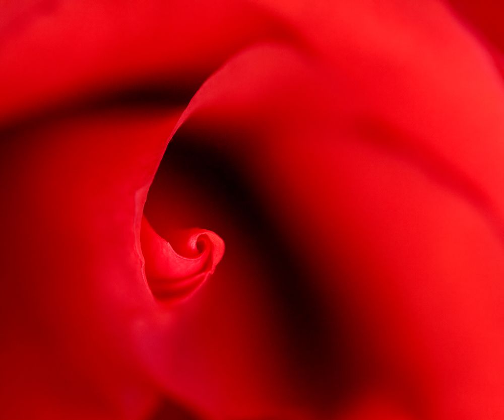 USA, Indiana. Close-up of red rose. art print by Jaynes Gallery for $57.95 CAD