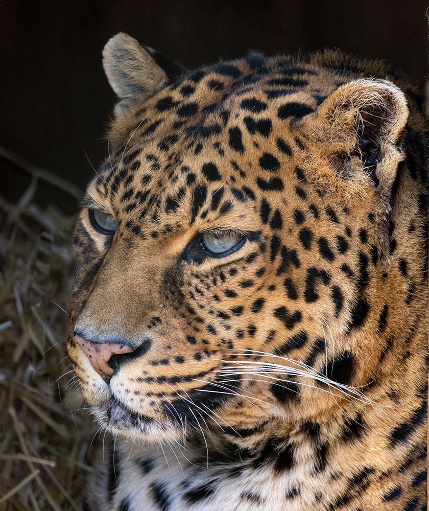 USA, Indiana, Center Point. Close-up of leopards face. art print by Jaynes Gallery for $57.95 CAD