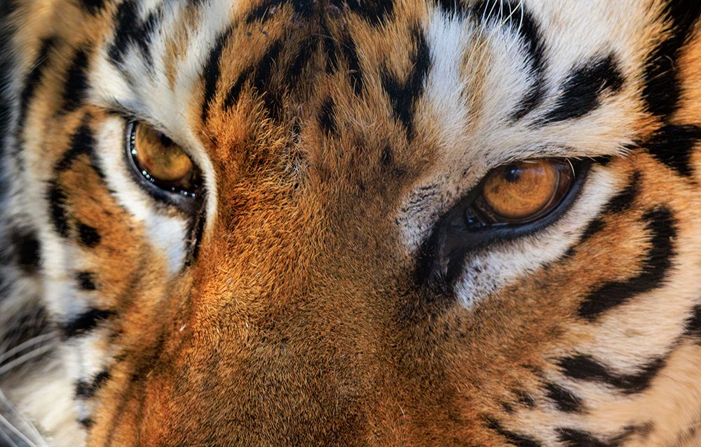 USA, Indiana, Center Point. Close-up of tigers face. art print by Jaynes Gallery for $57.95 CAD