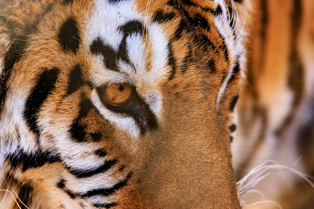 USA, Indiana, Center Point. Close-up of tigers face. art print by Jaynes Gallery for $57.95 CAD