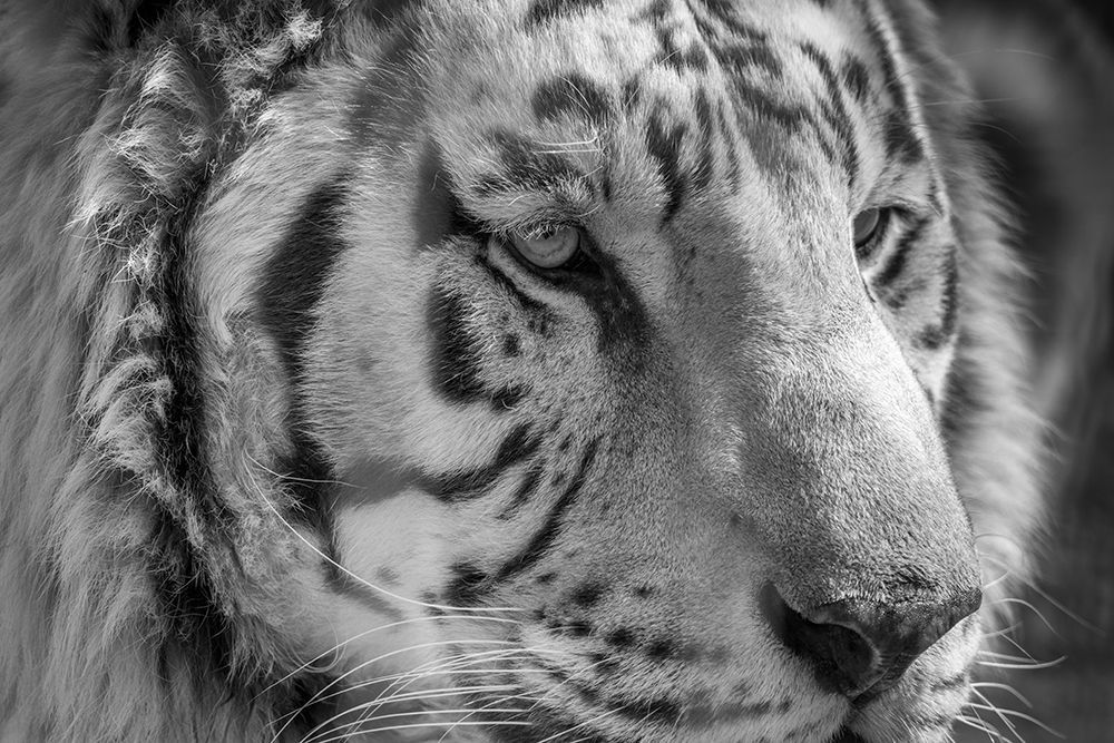 USA, Indiana, Center Point. Close-up of white tiger. art print by Jaynes Gallery for $57.95 CAD