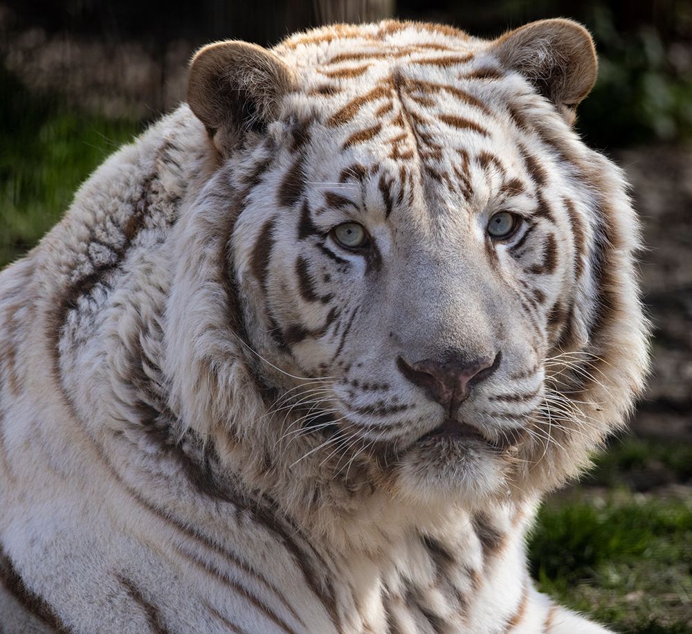 USA, Indiana, Center Point. Close-up of white tiger. art print by Jaynes Gallery for $57.95 CAD