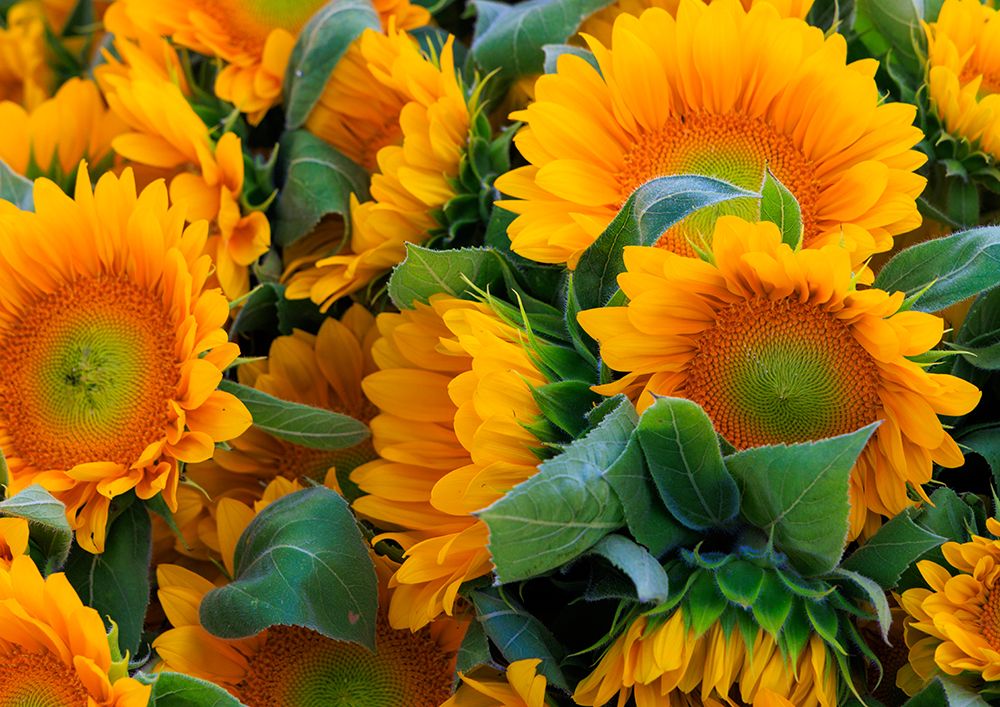 USA, Indiana, Fishers. A bouquet of yellow sunflowers. art print by Jaynes Gallery for $57.95 CAD