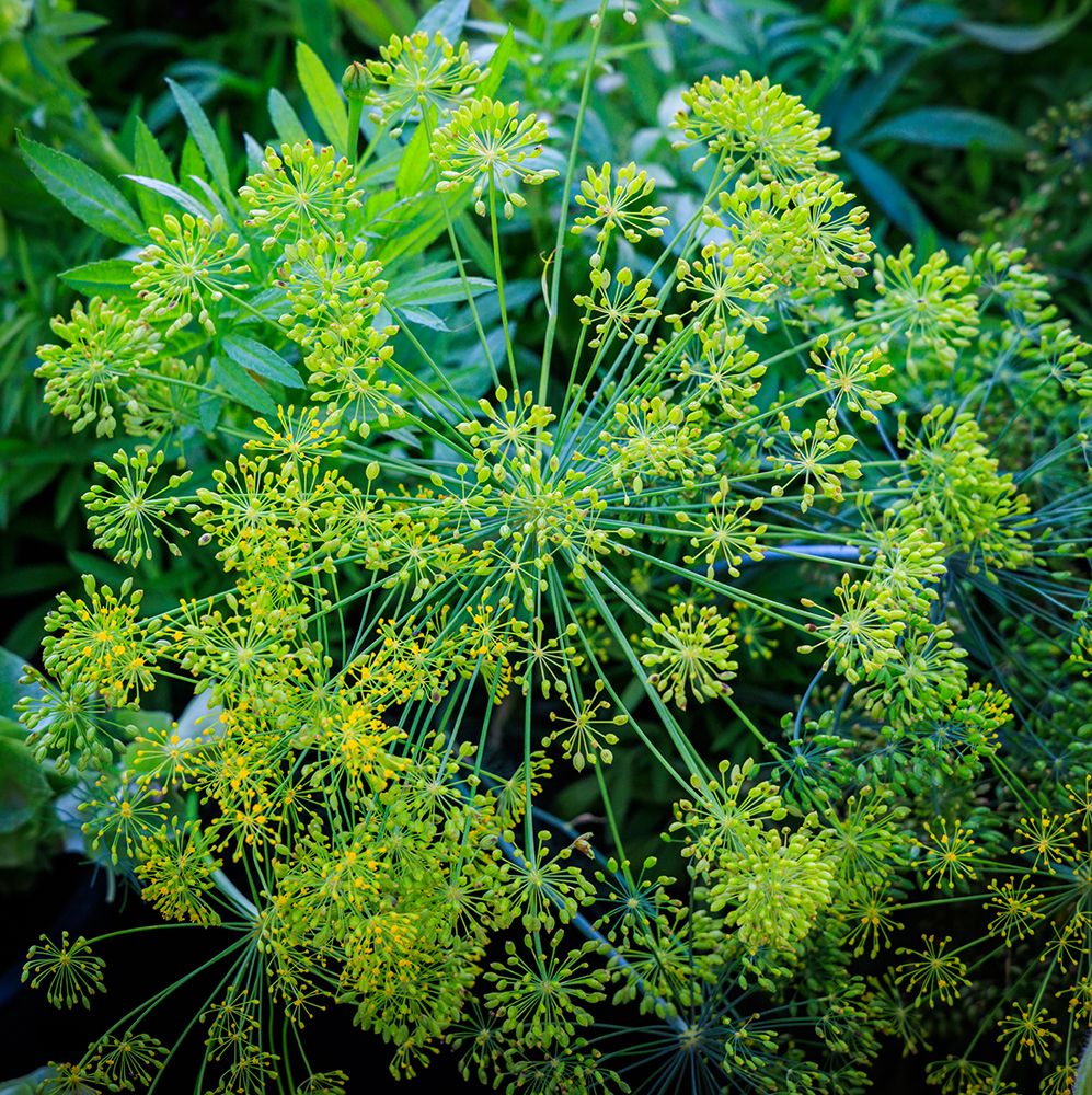 USA, Indiana, Carmel. Close-up display of green flower and leaves. art print by Jaynes Gallery for $57.95 CAD