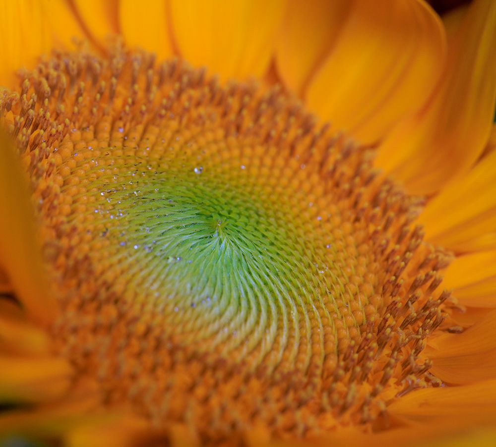 USA, Indiana, Carmel. Close-up of sunflower. art print by Jaynes Gallery for $57.95 CAD
