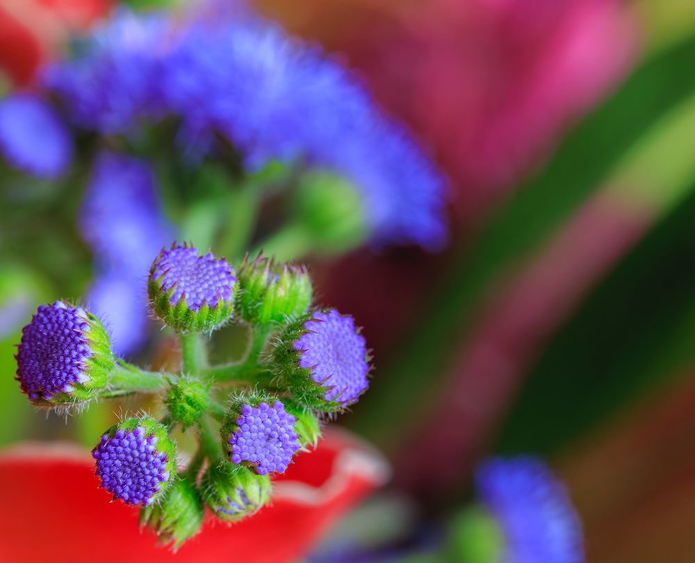 USA, Indiana, Fishers. Close-up of purple flower buds. art print by Jaynes Gallery for $57.95 CAD
