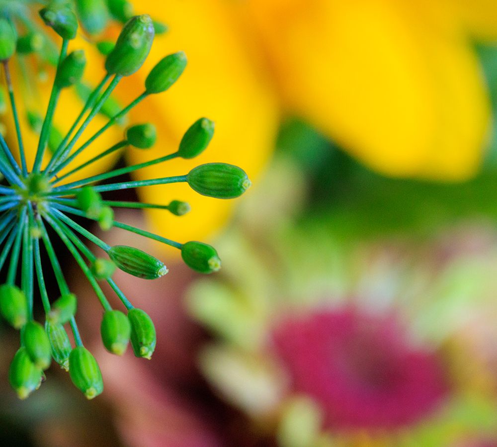USA, Indiana, Fishers. Close-up of green flower buds. art print by Jaynes Gallery for $57.95 CAD
