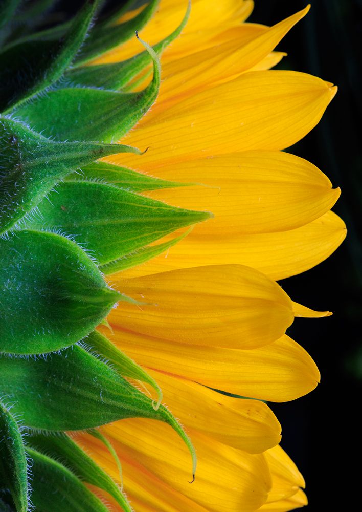 USA, Indiana, Carmel. Close-up side view of sunflower. art print by Jaynes Gallery for $57.95 CAD