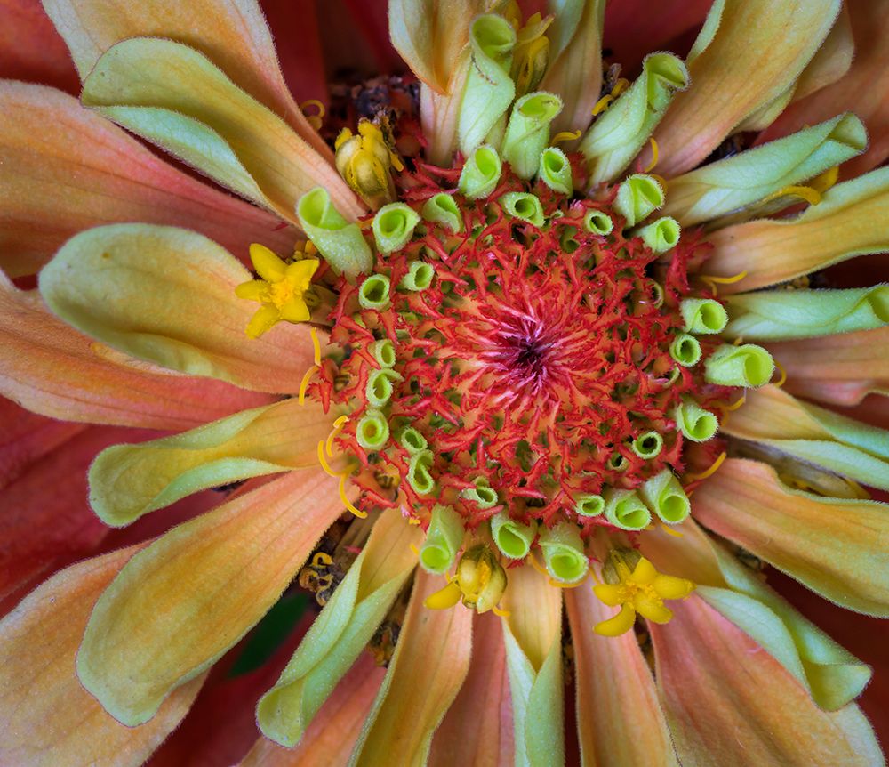 USA, Indiana, Carmel. Close-up of the center of dahlia flower. art print by Jaynes Gallery for $57.95 CAD