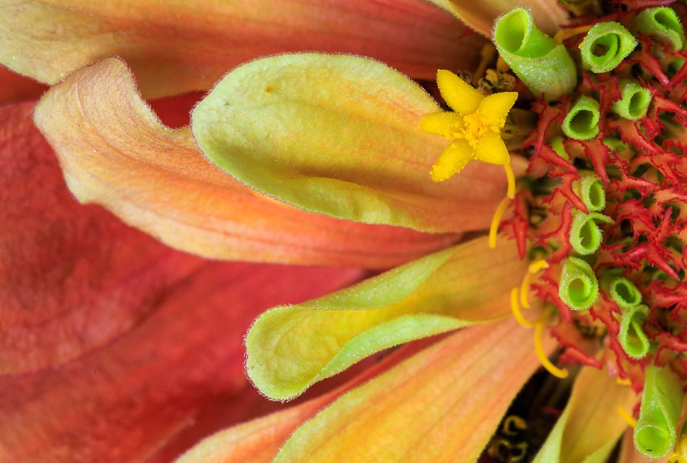 USA, Indiana, Carmel. Close-up of dahlia flower. art print by Jaynes Gallery for $57.95 CAD