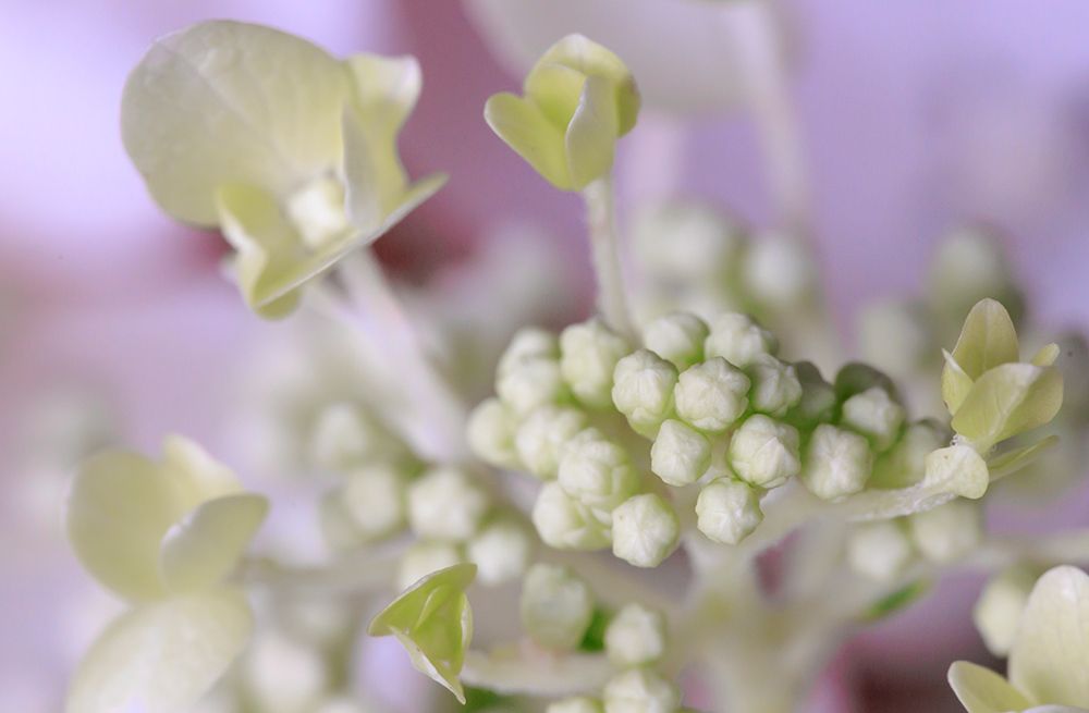 USA, Indiana, Fishers. Close-up of white flower and buds. art print by Jaynes Gallery for $57.95 CAD