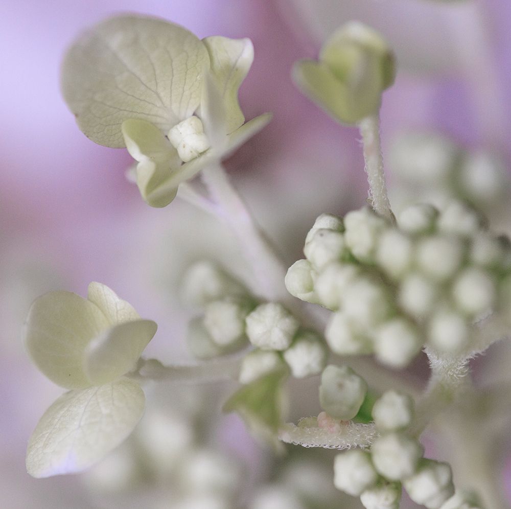 USA, Indiana, Fishers. Close-up of white flower and buds. art print by Jaynes Gallery for $57.95 CAD