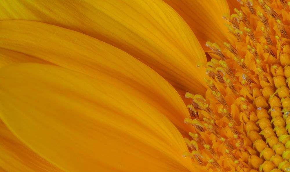USA, Indiana, Carmel. Close-up of sunflower. art print by Jaynes Gallery for $57.95 CAD