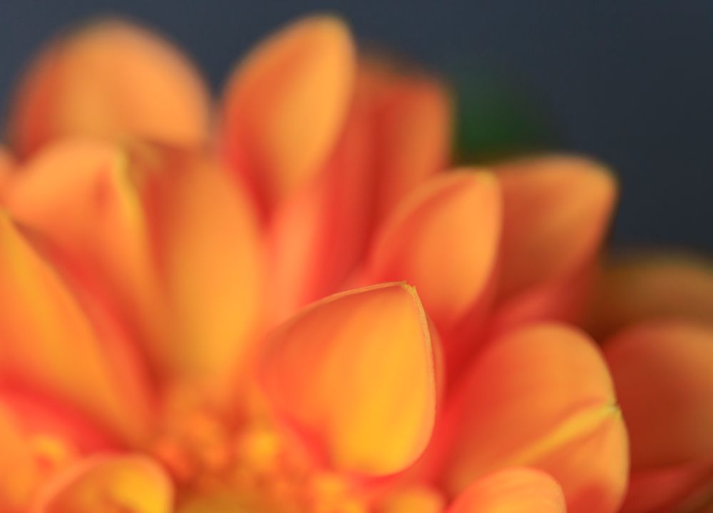 USA, Indiana, Carmel. Close-up of dahlia flower. art print by Jaynes Gallery for $57.95 CAD