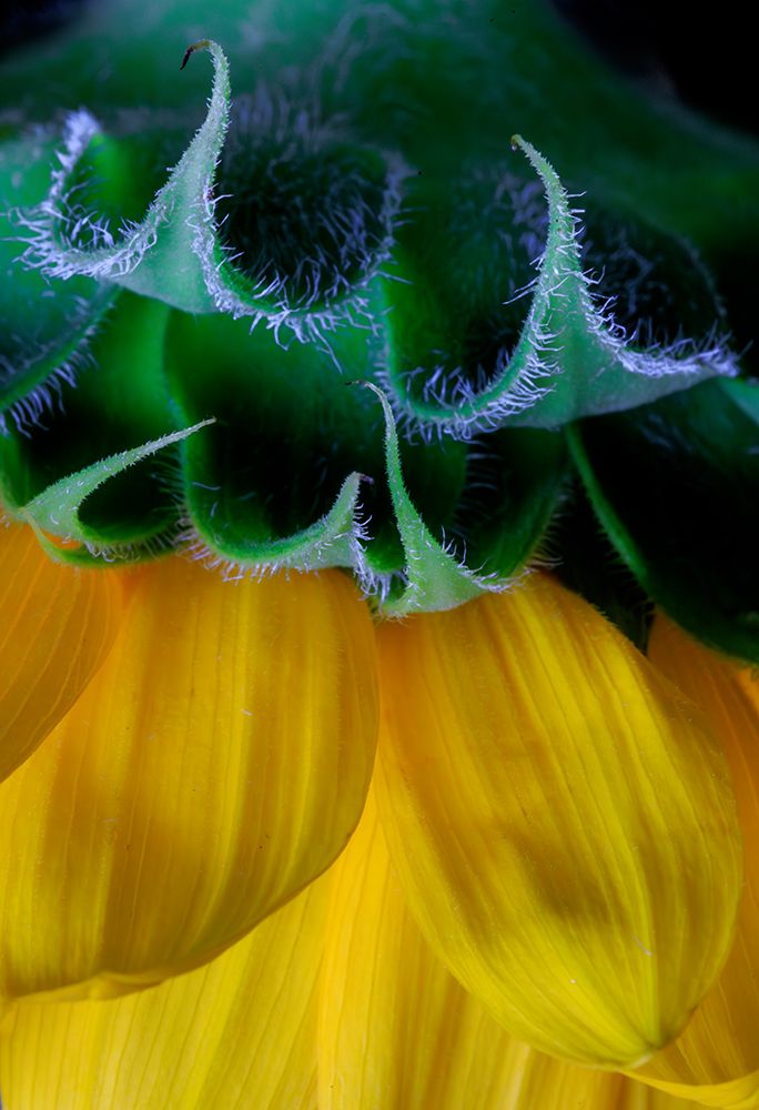 USA, Indiana, Fishers. Close-up side of yellow sunflowers. art print by Jaynes Gallery for $57.95 CAD