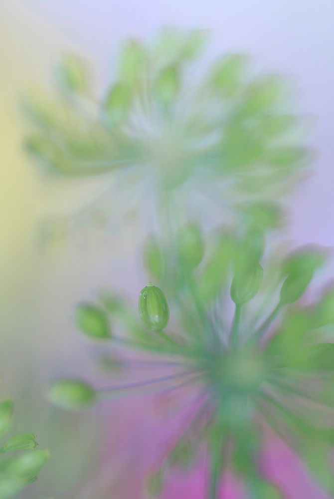 USA, Indiana, Fishers. Abstract close-up of green flower buds. art print by Jaynes Gallery for $57.95 CAD