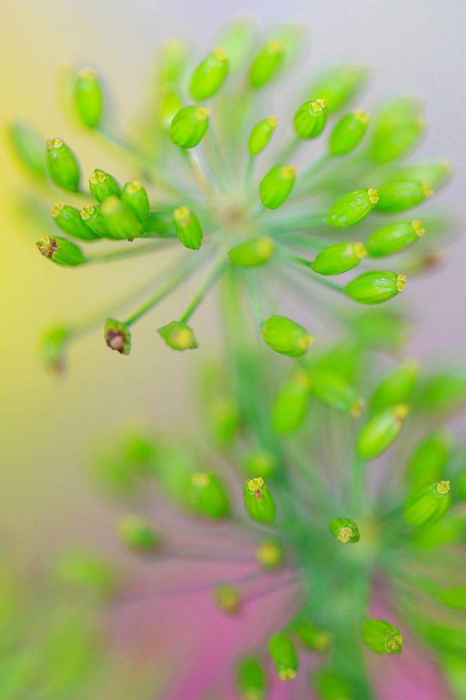 USA, Indiana, Fishers. Abstract close-up of green flower buds. art print by Jaynes Gallery for $57.95 CAD
