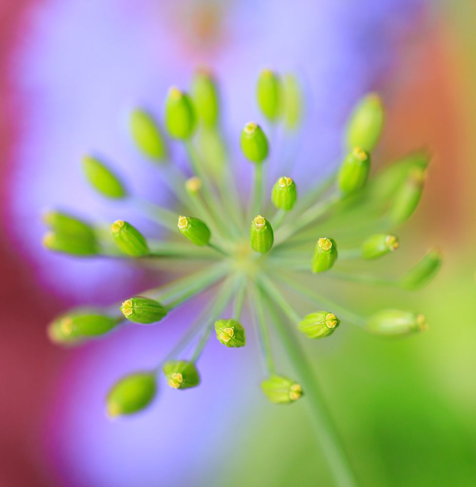 USA, Indiana, Fishers. Abstract close-up of green flower buds. art print by Jaynes Gallery for $57.95 CAD