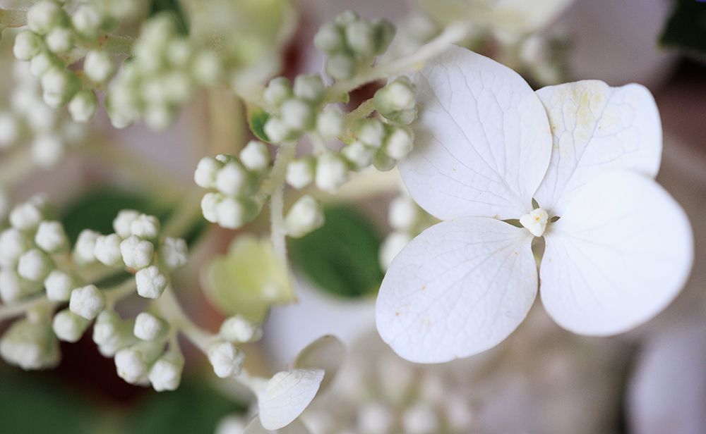 USA, Indiana, Fishers. Close-up of white flower and buds. art print by Jaynes Gallery for $57.95 CAD