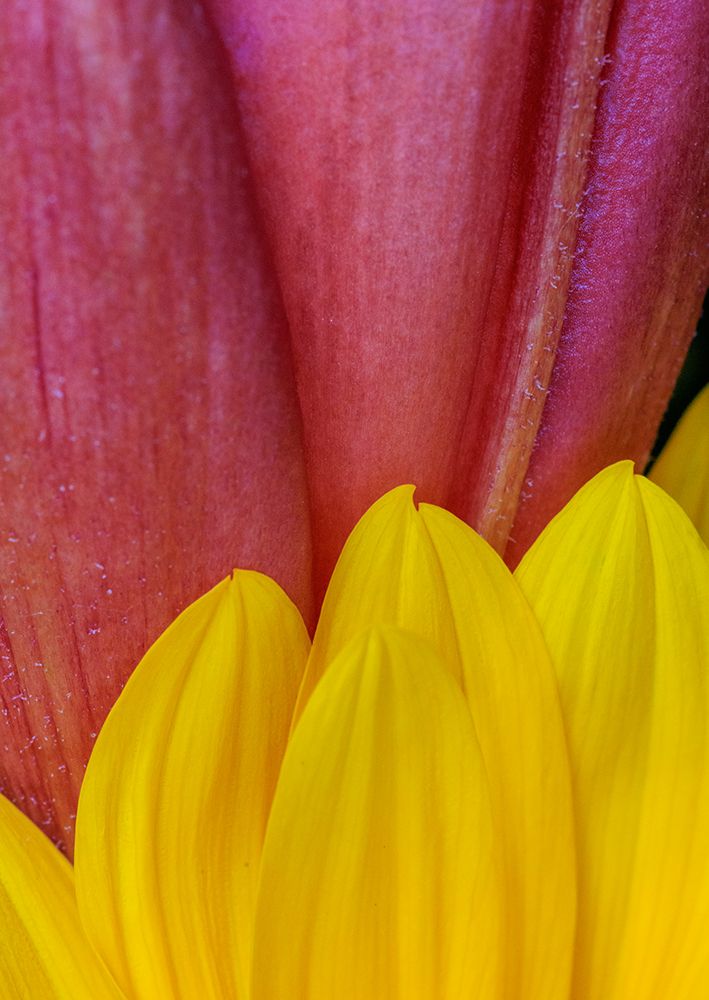 USA, Indiana, Carmel. Close-up of pink and yellow flower petals. art print by Jaynes Gallery for $57.95 CAD