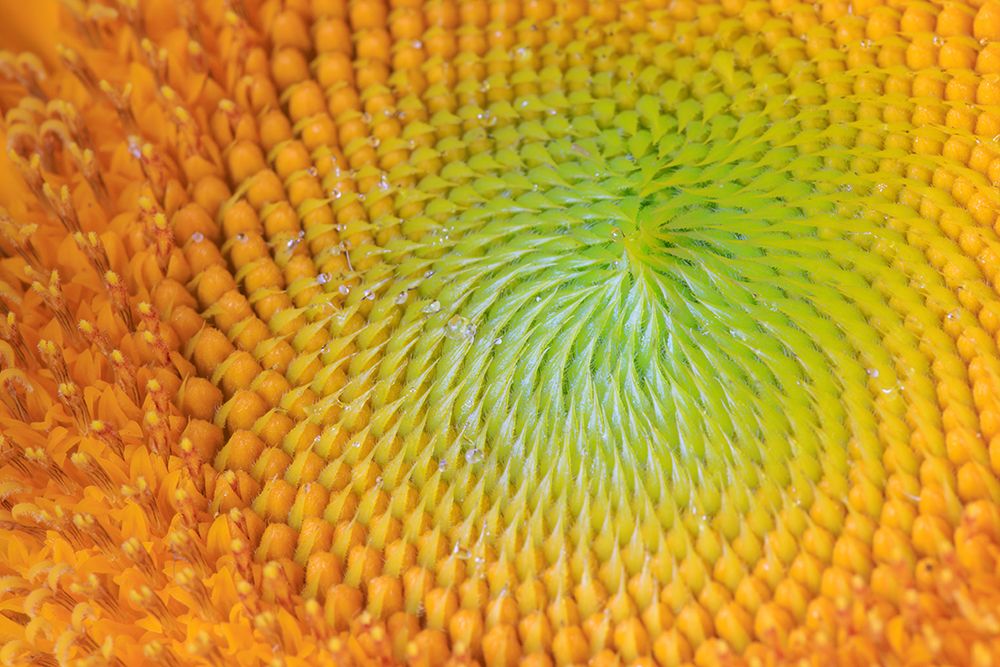 USA, Indiana, Carmel. Close-up of sunflower. art print by Jaynes Gallery for $57.95 CAD