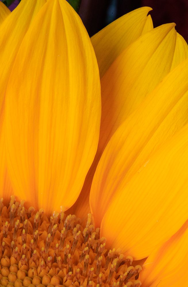 USA, Indiana, Carmel. Close-up of sunflower. art print by Jaynes Gallery for $57.95 CAD