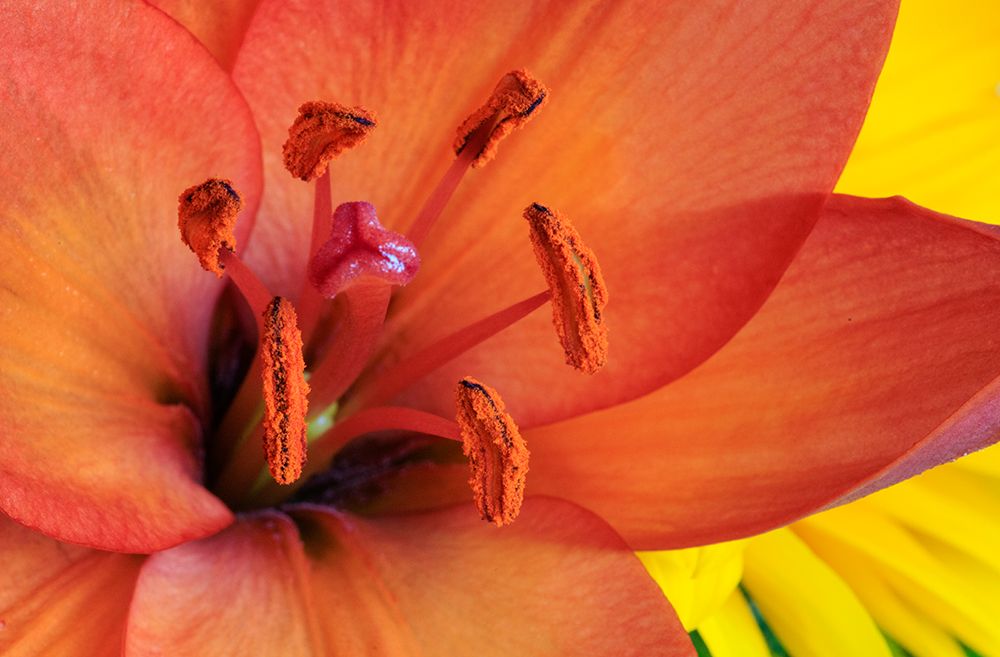 USA, Indiana, Carmel. Close-up of orange lilys pistil and stamens. art print by Jaynes Gallery for $57.95 CAD