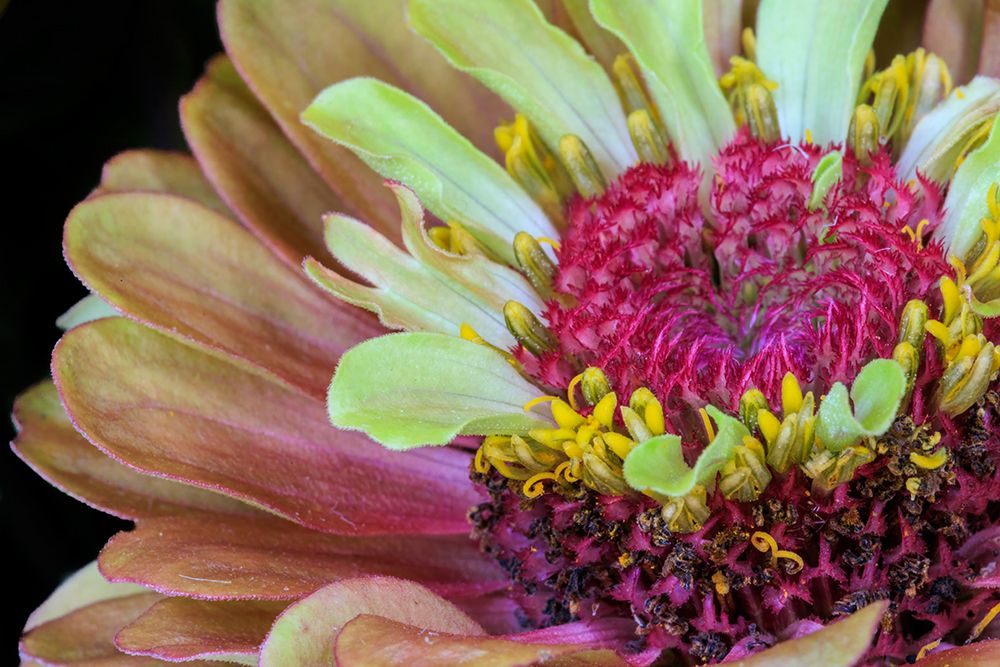 USA, Indiana, Carmel. Close-up of the center of dahlia flower. art print by Jaynes Gallery for $57.95 CAD