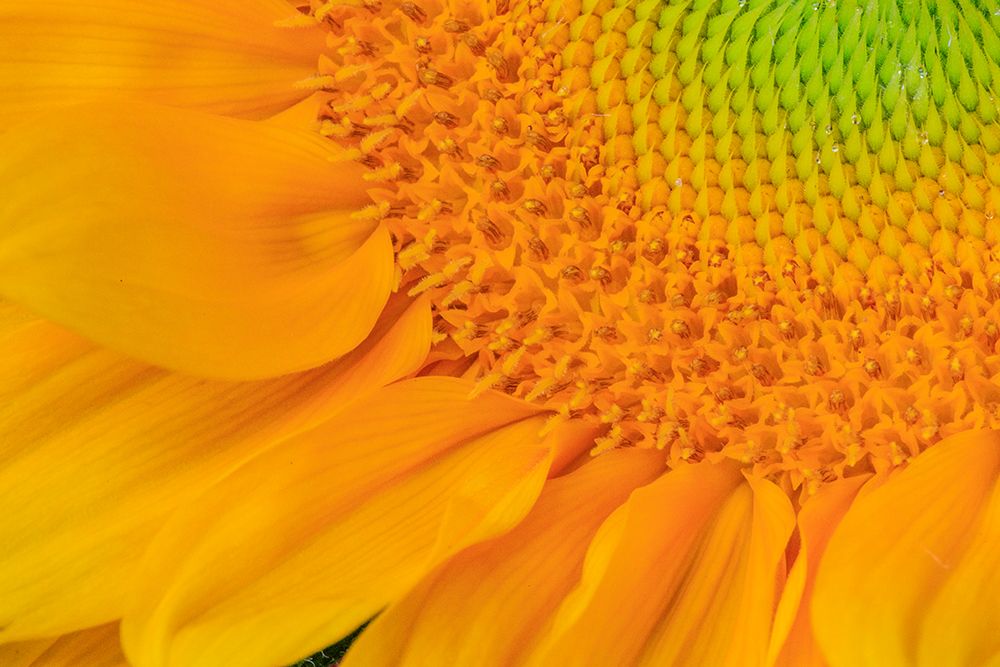 USA, Indiana, Carmel. Close-up of sunflower. art print by Jaynes Gallery for $57.95 CAD