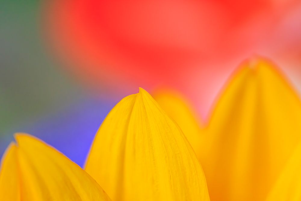 USA, Indiana, Carmel. Close-up of sunflower. art print by Jaynes Gallery for $57.95 CAD
