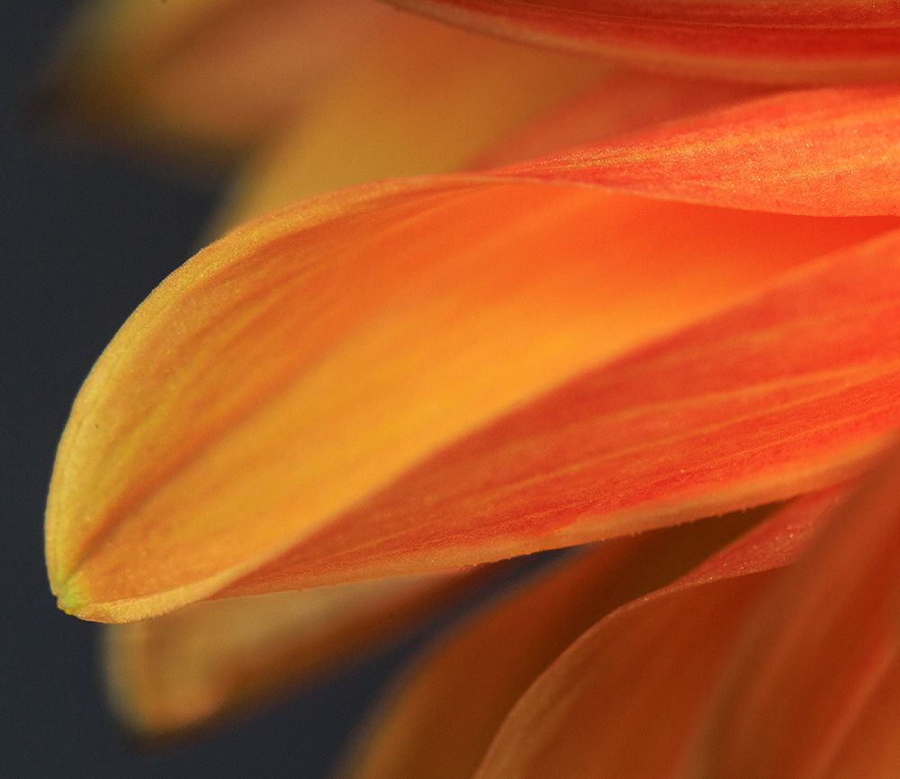 USA, Indiana, Carmel. Close-up of dahlia flower. art print by Jaynes Gallery for $57.95 CAD