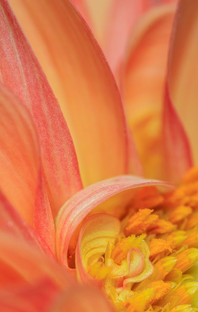 USA, Indiana, Carmel. Close-up of dahlia flower. art print by Jaynes Gallery for $57.95 CAD
