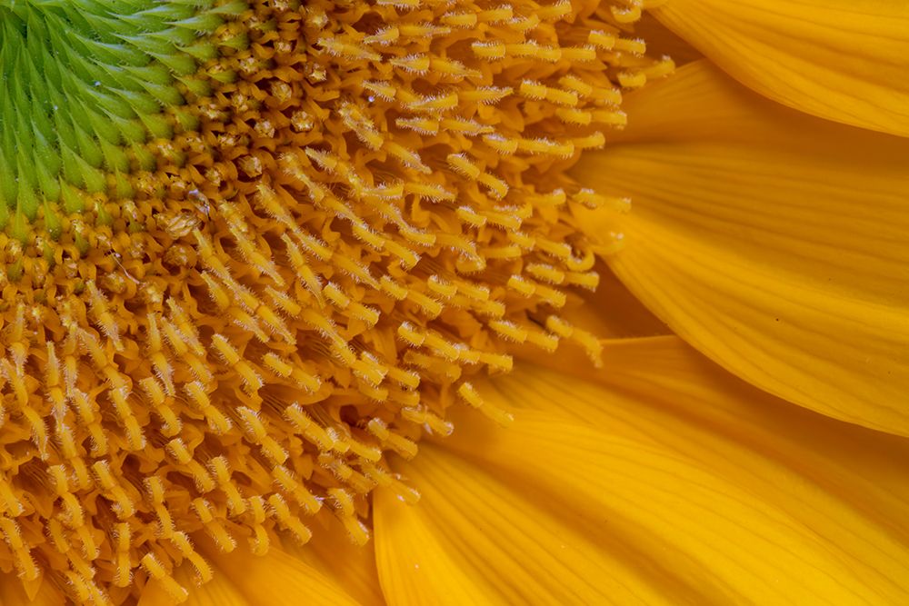 USA, Indiana, Carmel. Close-up of sunflower. art print by Jaynes Gallery for $57.95 CAD