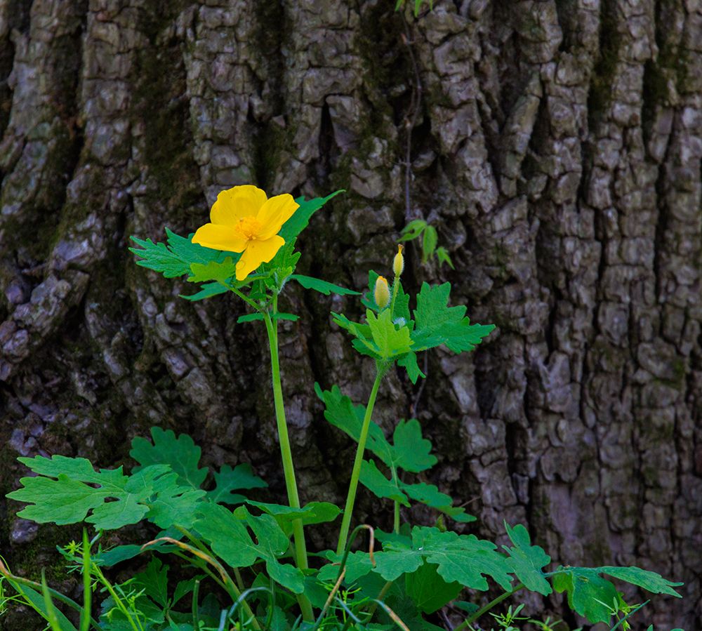 USA, Indiana, Carmel. Yellow wood poppy flower against tree trunk. art print by Jaynes Gallery for $57.95 CAD