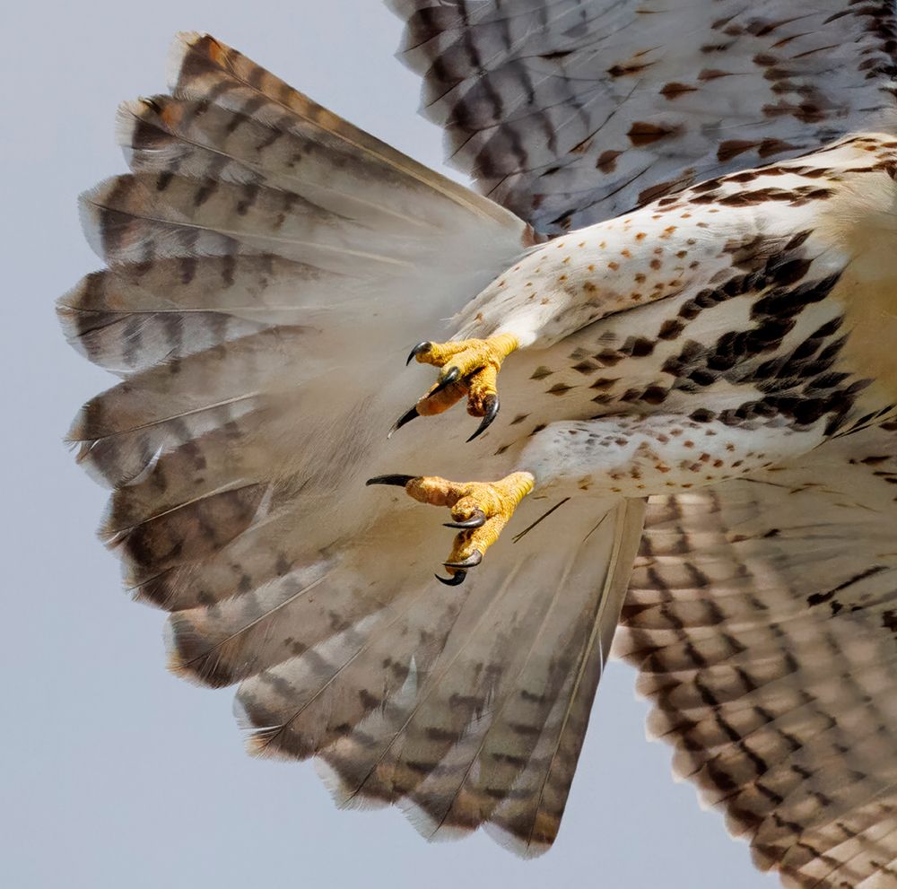 USA, Indiana, Carmel. Close-up of hawk talons in flight. art print by Jaynes Gallery for $57.95 CAD