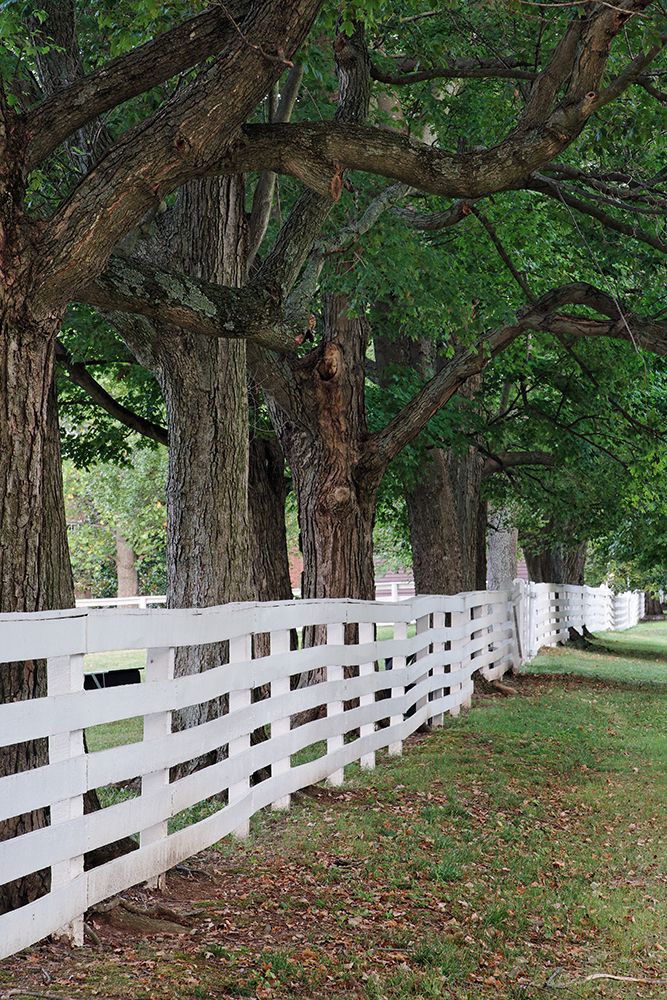 Gate and white wooden fence and overhanging trees-Shaker Village of Pleasant Hill art print by Adam Jones for $57.95 CAD