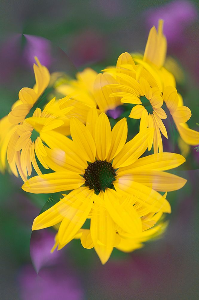 Coreopsis Flower-Louisville-Kentucky art print by Adam Jones for $57.95 CAD