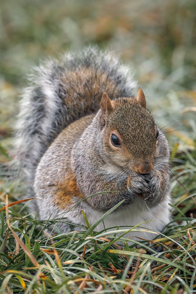 Eastern gray squirrel-Kentucky art print by Adam Jones for $57.95 CAD
