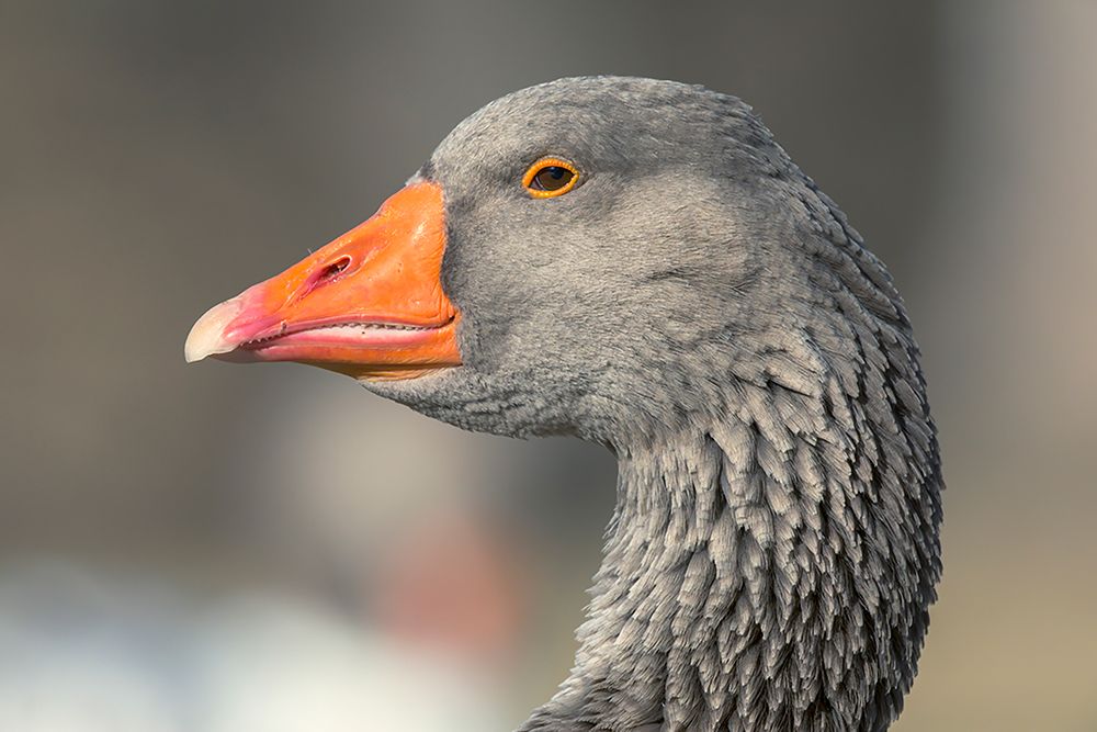 French Toulouse Goose-Kentucky art print by Adam Jones for $57.95 CAD