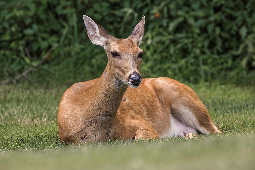 White-tailed deer lying down resting-Kentucky art print by Adam Jones for $57.95 CAD