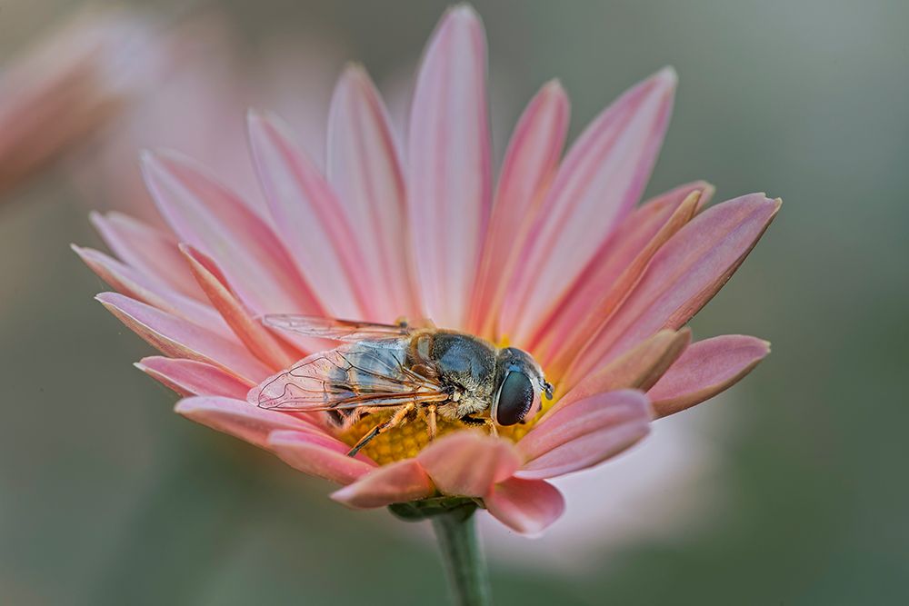 Fly mimicking a bee-Kentucky art print by Adam Jones for $57.95 CAD