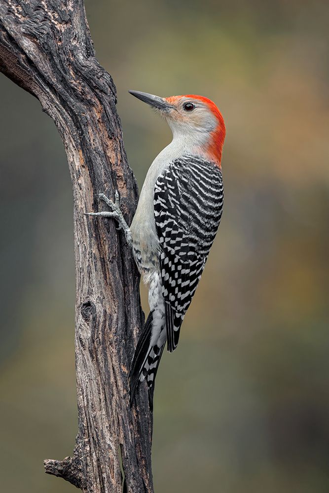 Male Red-bellied woodpecker in autumn-Kentucky art print by Adam Jones for $57.95 CAD