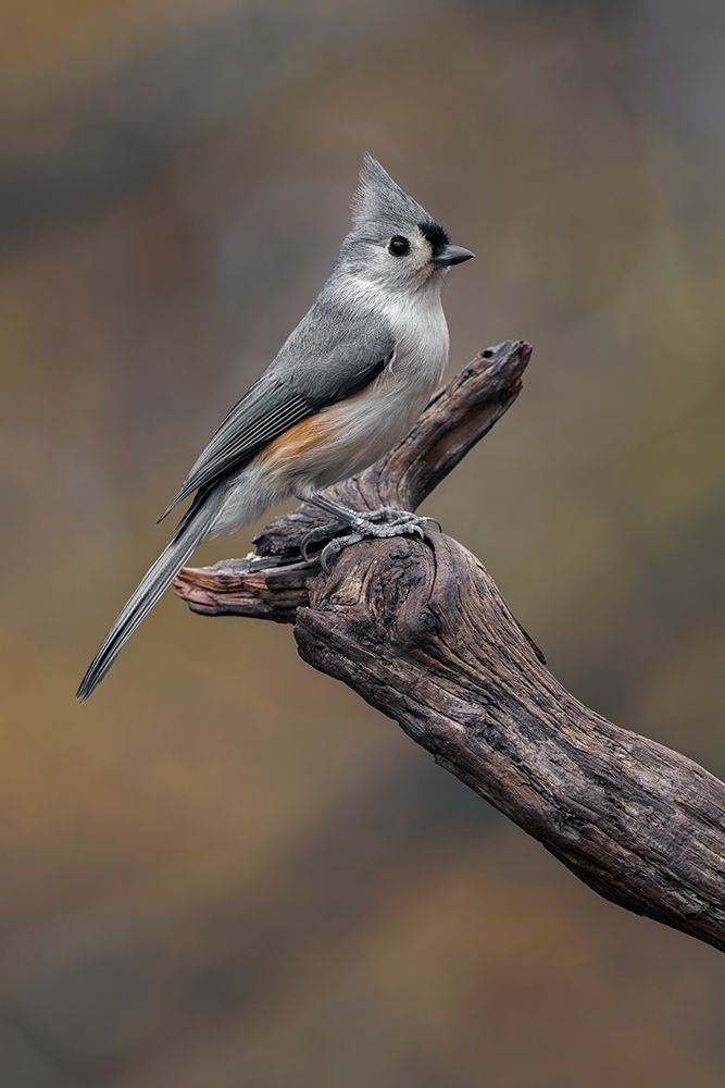 Tufted titmouse-Kentucky art print by Adam Jones for $57.95 CAD