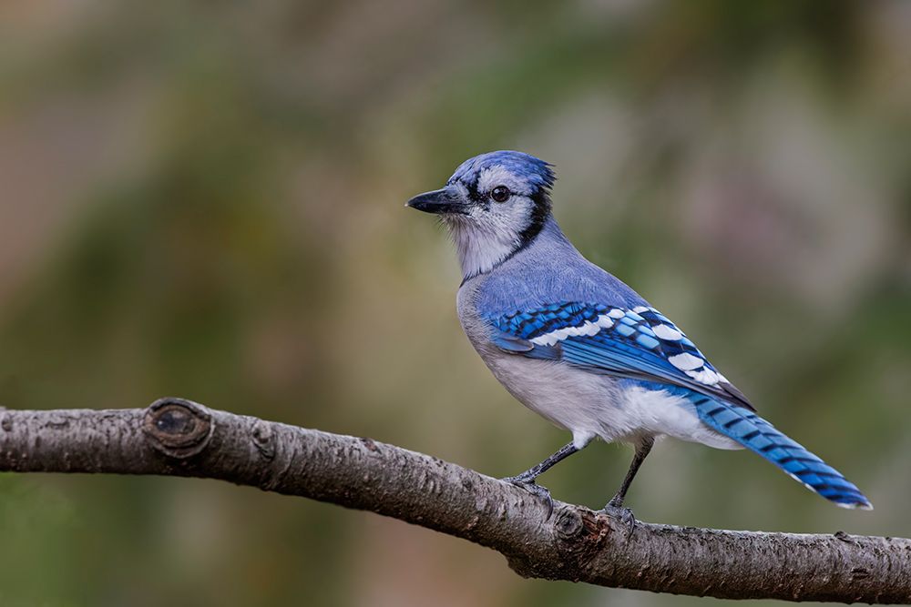 Blue jay in autumn-Kentucky art print by Adam Jones for $57.95 CAD